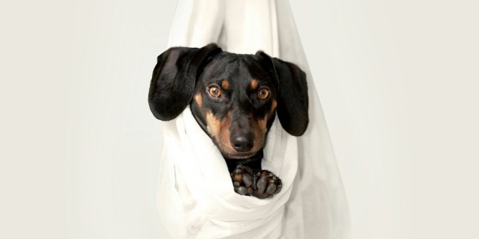 1000x1300 30k+ Dachshund Pictures | Download Free