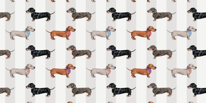 1000x1000 Graduate Collection - Dachshund Wallpaper