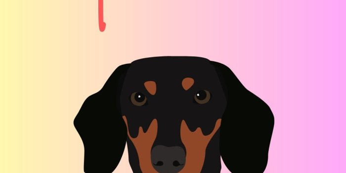 1080x1920 Dachshund iPhone Background, Wiener Dog