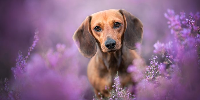 2048x1365 Animal Dachshund HD Wallpaper