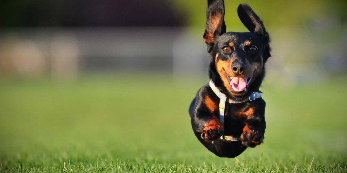 1920x1200 100+] Dachshund Wallpapers | Wallpapers.com