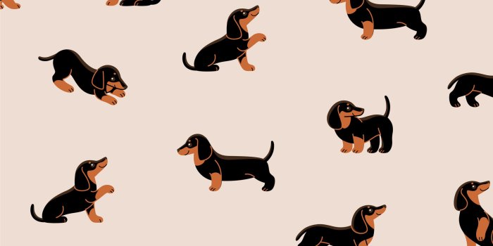 2400x2400 Dog background, Dachshund illustration
