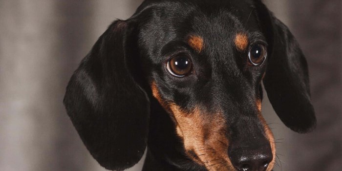 1920x1280 100+] Dachshund Wallpapers | Wallpapers.com