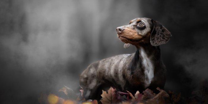 2048x1366 Animal Dachshund HD Wallpaper