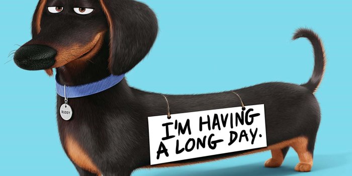 1920x1625 Dachshund Backgrounds | Wallpapers