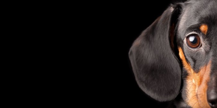 1920x1200 Dachshunds Wallpapers