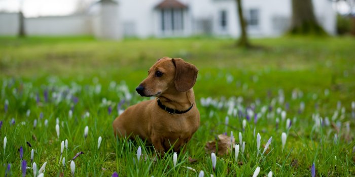 2560x1600 Animal Dachshund HD Wallpaper