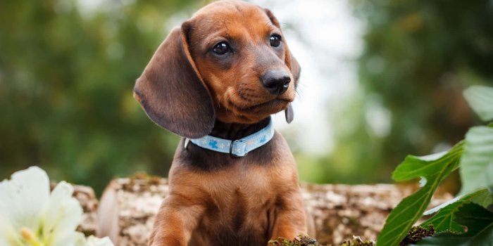1920x1280 100+] Dachshund Puppy Pictures