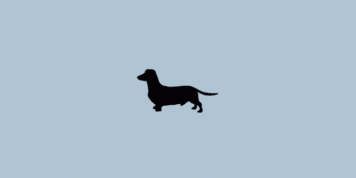 2560x1600 Dachshund Wallpapers