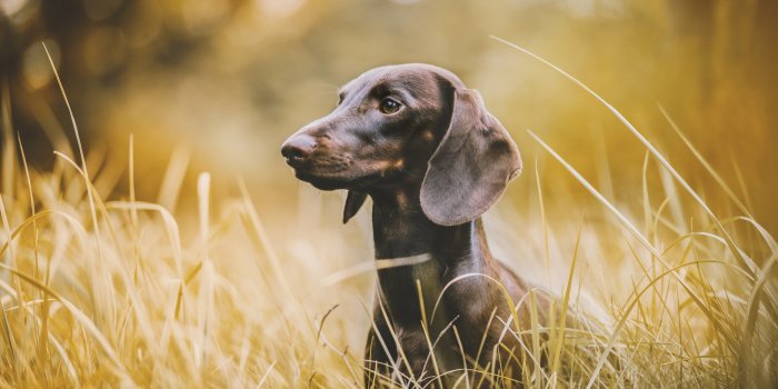 2048x1365 Animal Dachshund HD Wallpaper