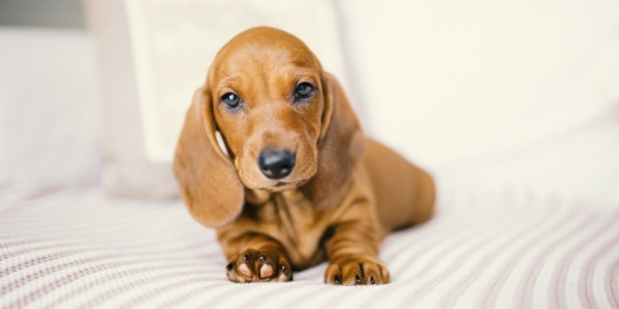 2048x1365 Desktop Wallpapers Dachshund dog sweet