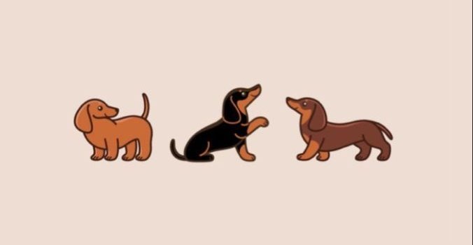 676x1200 Animal iPhone Wallpapers | Dachshund