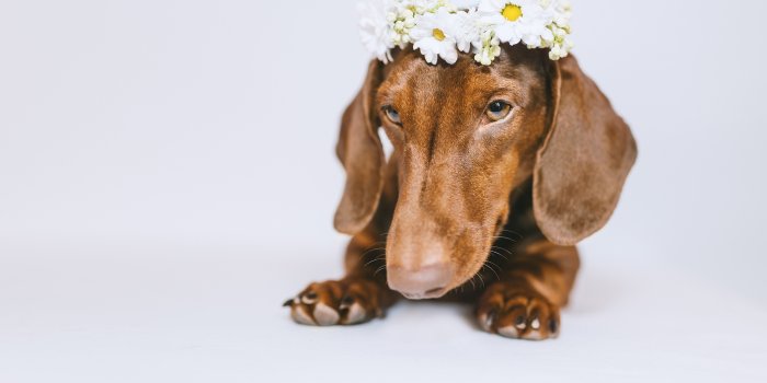 2048x1365 Wallpaper Dachshund dog Wreath Paws