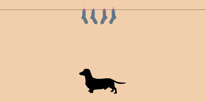 2560x1600 Wiener Dogs Wallpapers