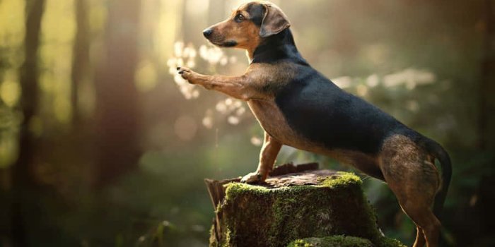 900x574 100+] Dachshund Pictures | Wallpapers.com