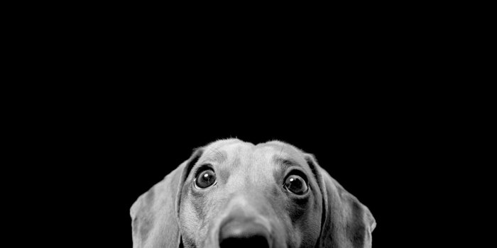 1920x1200 Dachshund Ultra HD Desktop Background