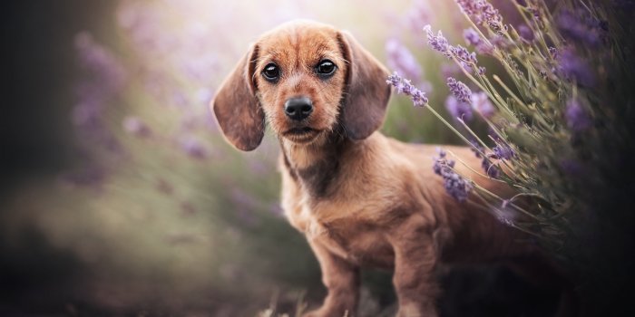 1920x1080 Download wallpaper 1920x1080 dachshund