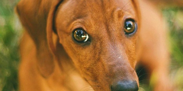 750x1334 Dachshund wallpaper, Animal wallpaper
