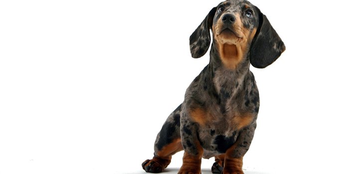 1280x800 Wallpaper Dachshund Dogs Animals