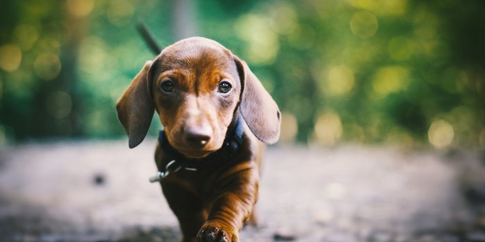 2048x1365 Animal Dachshund HD Wallpaper