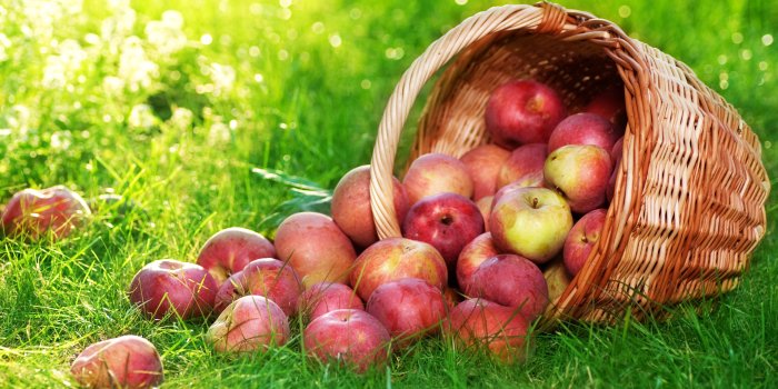 2839x1743 Food Apple HD Wallpaper