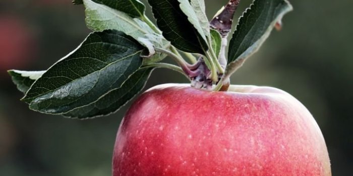 720x1280 Fruit apple Wallpapers Download | MobCup