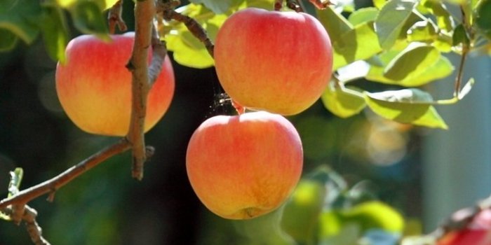 750x1334 Apple fruit Wallpapers Download | MobCup