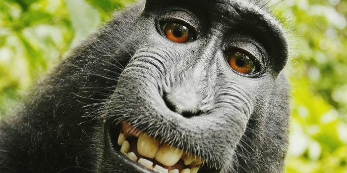 1920x1080 Monkey Meme Wallpapers