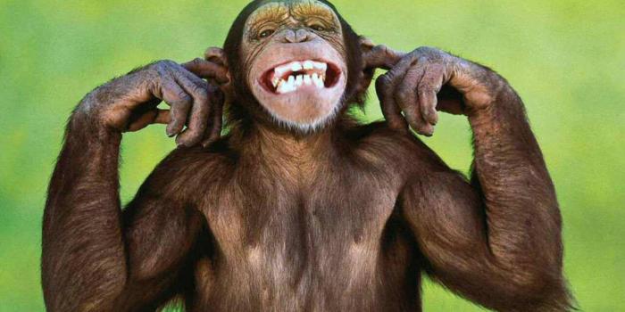 1920x1200 100+] Funny Monkey Wallpapers