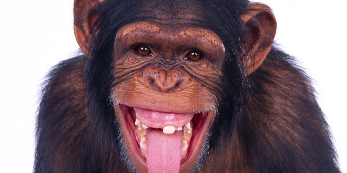 1600x1200 Funny monkey pictures