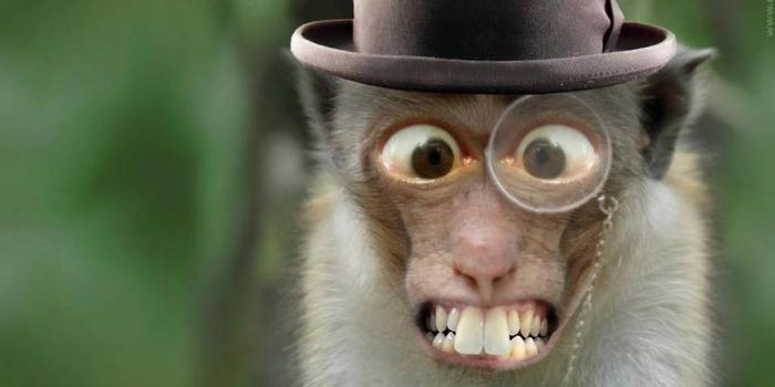 1024x768 100+] Funny Monkey Wallpapers