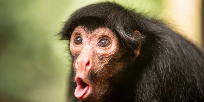 1920x1080 Download free Funny Face Of A Monkey