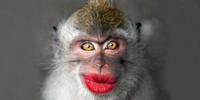 2558x1440 Funny Monkeys Wallpapers for Chrome