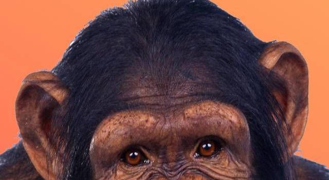 640x1280 Funny monkey pictures