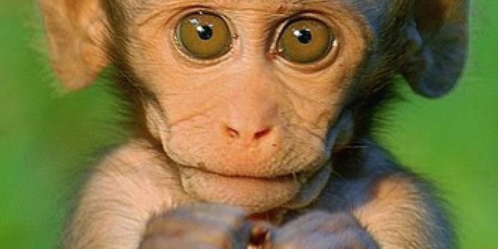 1920x1200 100+] Funny Monkey Wallpapers