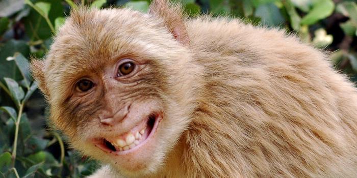 1900x1080 Top 20 Best Funny Monkey Wallpapers For