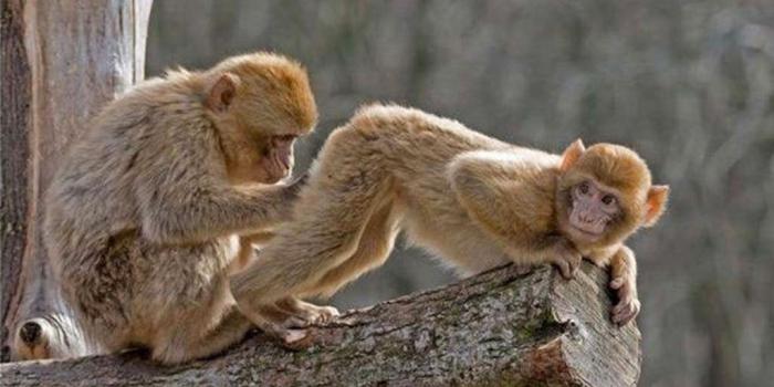 1024x768 Funny Image World: Funny Monkey Wallpaper