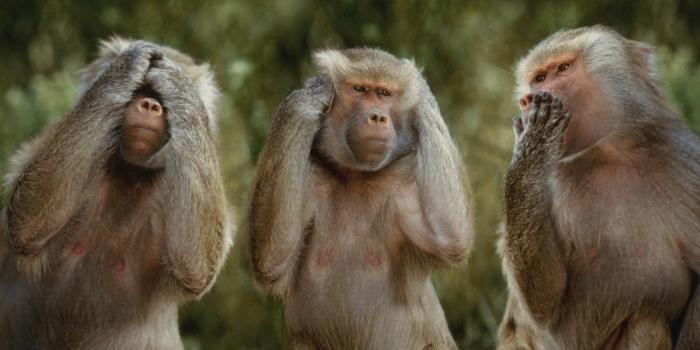 1920x1080 wild-animal-monkey-wide-hd-new