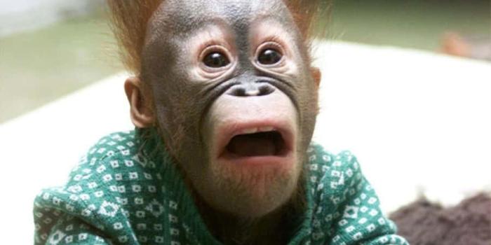 900x675 100+] Monkey Funny Pictures