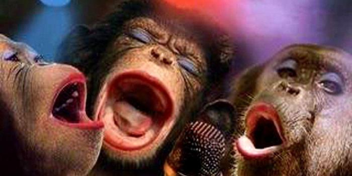 1024x768 Funny Monkeys Wallpapers