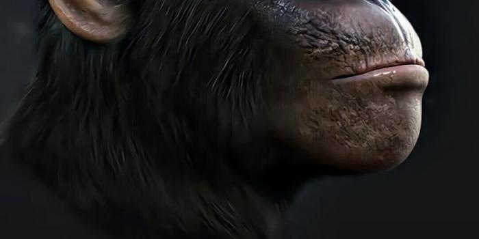 736x1553 Monkey wallpaper, Monkeys funny, Monkey art