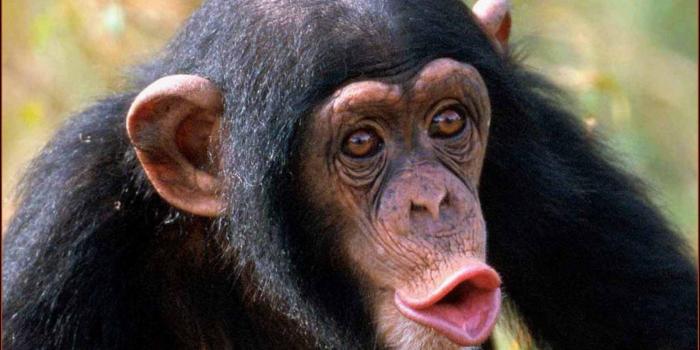 1600x1200 Free Monkey Wallpapers