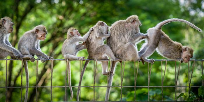 3840x2160 Photos monkey Funny Fence animal 3840x2160
