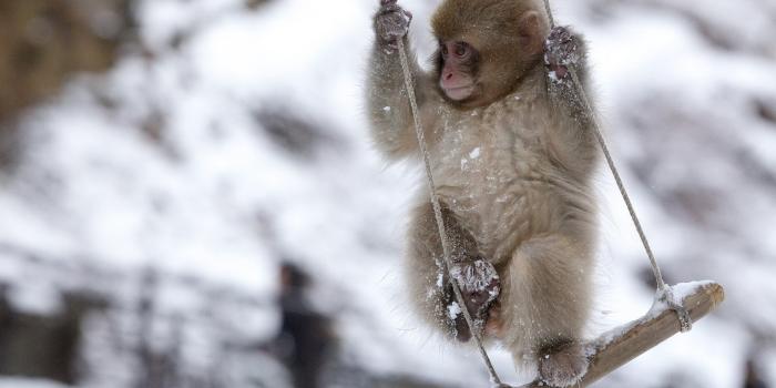 1680x1050 Animal Monkey Wallpaper