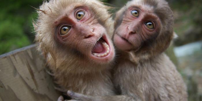 1920x1200 Monkey Desktop Wallpapers - Wallpics.Net