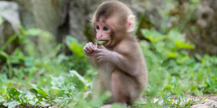 1920x1080 Funny Monkey Eating Leaf Wallpaper