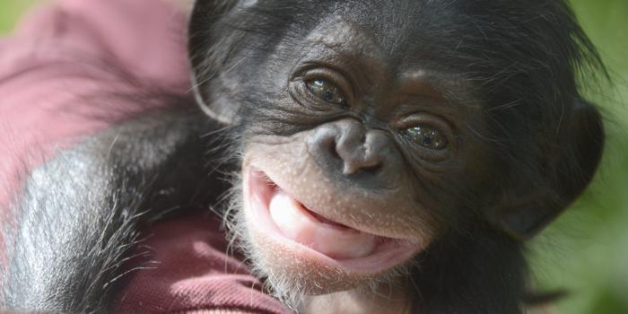 2560x1709 Top 20 Best Funny Monkey Wallpapers For