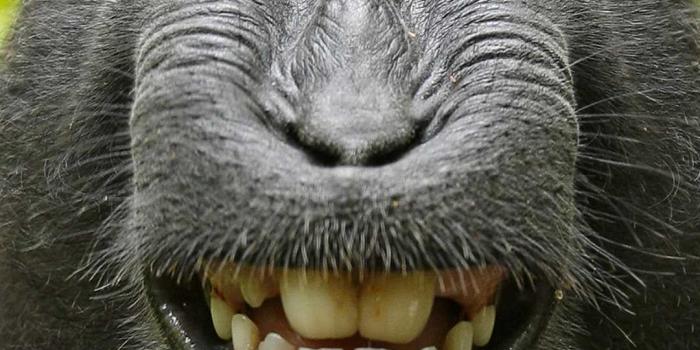 1080x2160 Monkey Wallpaper - iXpap