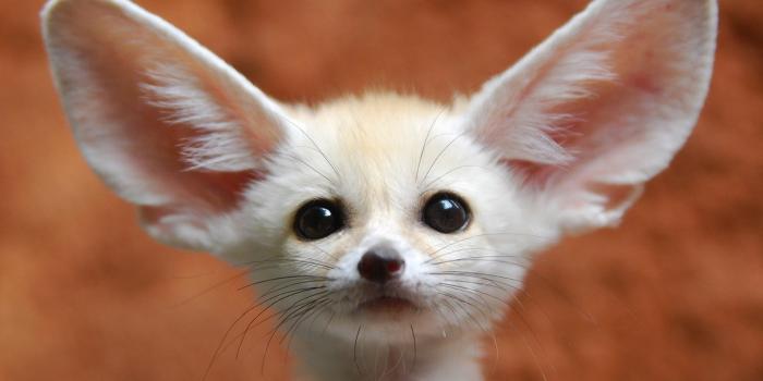1920x1200 40+] Fennec Fox Wallpapers