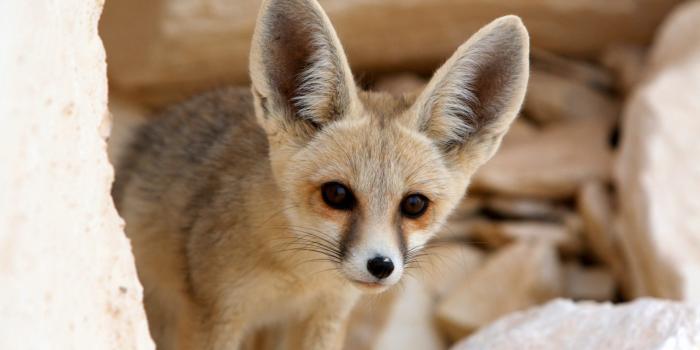 1920x1280 Fennec Fox HD Wallpapers New Tab Theme